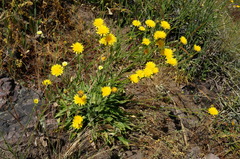 Hypochaeris scorzonerae