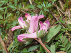 Corydalis densiflora