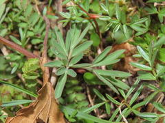 Corydalis densiflora