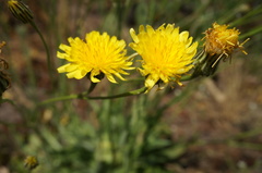 Hypochaeris scorzonerae