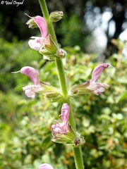 Salvia hierosolymitana