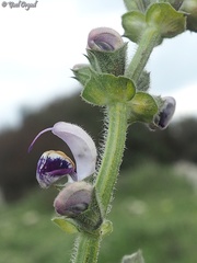 Salvia indica