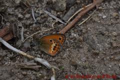 Coenonympha corinna