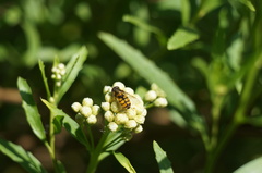 Syrphus octomaculatus
