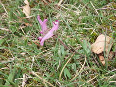 Corydalis densiflora