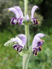 Salvia indica