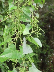 Cissus fragilis