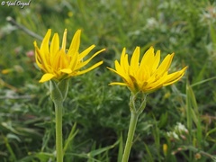 Pseudopodospermum semicanum