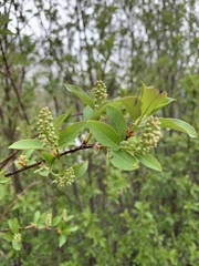 Prunus virginiana