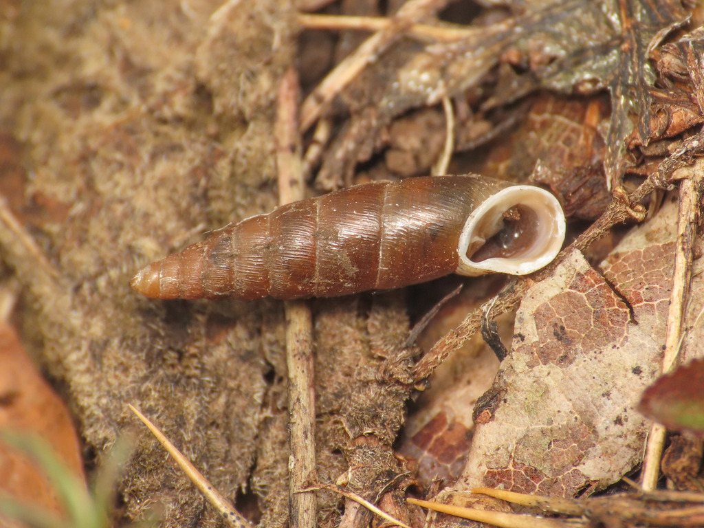 Dilataria boettgeriana