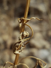 Salvia subincisa