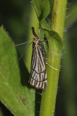 Chrysocramboides craterella