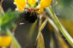 Cadeguala occidentalis