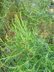 Cliffortia strobilifera