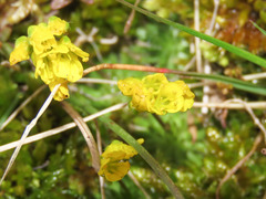 Draba aizoides