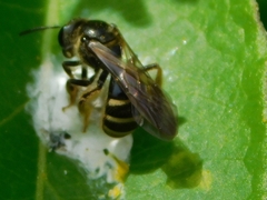 Halictus