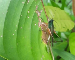 Conocephalus angustifrons