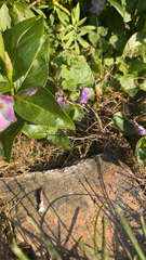 Vinca difformis