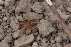 Grammostola rosea