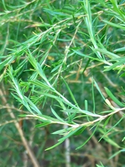 Cliffortia strobilifera