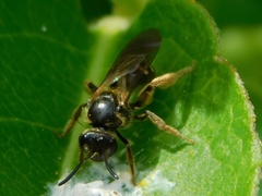 Halictus