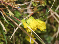 Draba aizoides