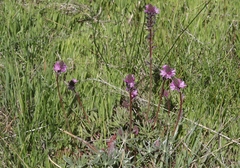 Sidalcea pedata