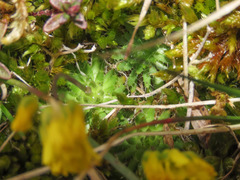 Draba aizoides