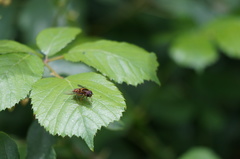 Syrphus octomaculatus
