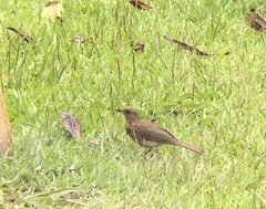 Turdus ignobilis