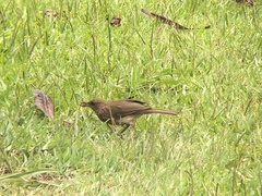 Turdus ignobilis