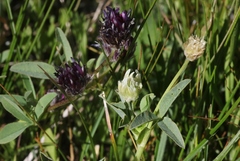 Trifolium longipes atrorubens