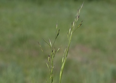 Deschampsia danthonioides