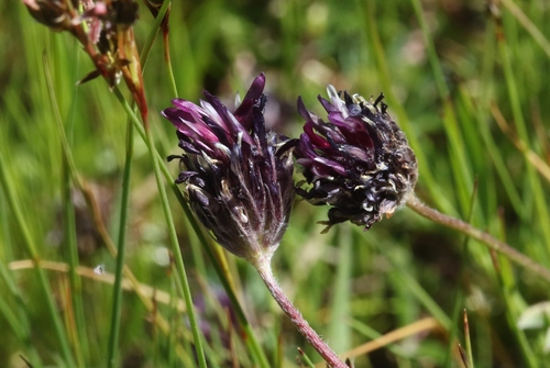 Trifolium longipes ssp. atrorubens