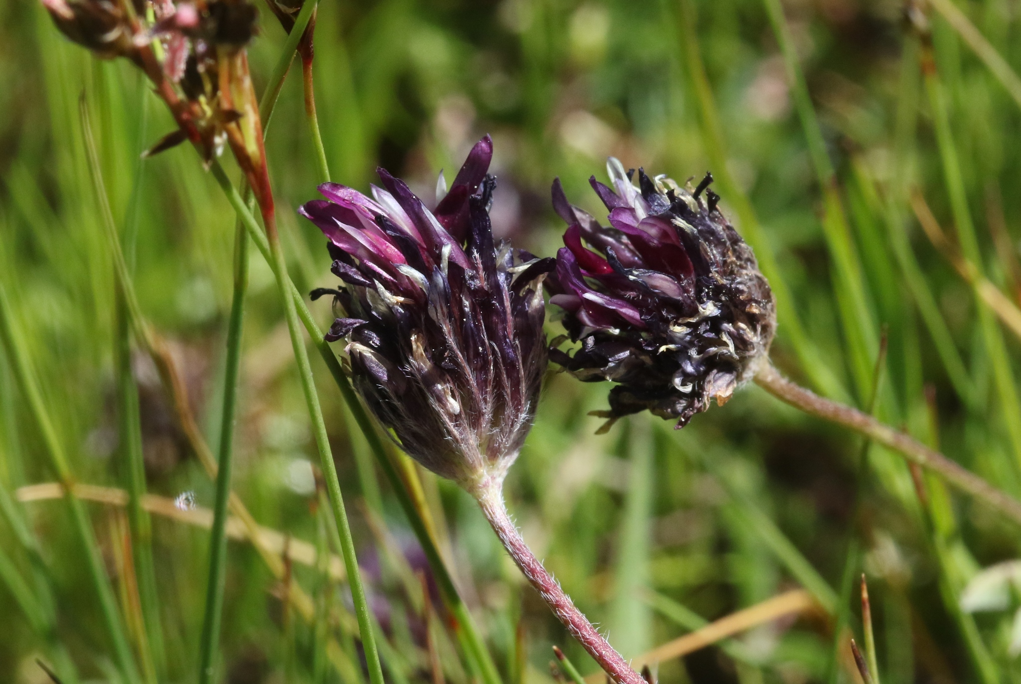 Trifolium longipes ssp. atrorubens