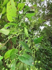 Cissus fragilis