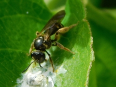 Halictus