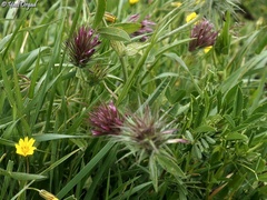 Trifolium dasyurum