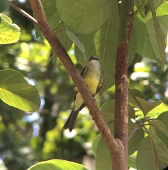 Tyrannus melancholicus