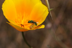 Callistochlora chloris