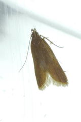 Helcystogramma rufescens