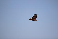 Buteo rufinus