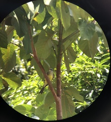 Tyrannus melancholicus