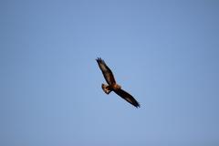 Buteo rufinus