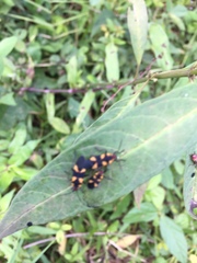 Oncopeltus cingulifer