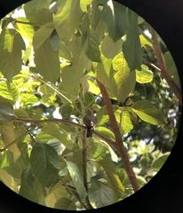 Tyrannus melancholicus