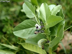 Vicia galilaea