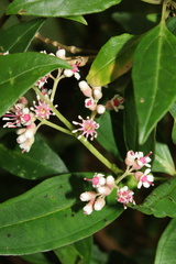 Miconia alborosea