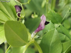 Vicia galilaea