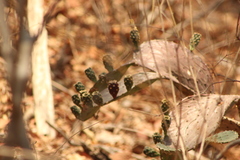 Opuntia decumbens
